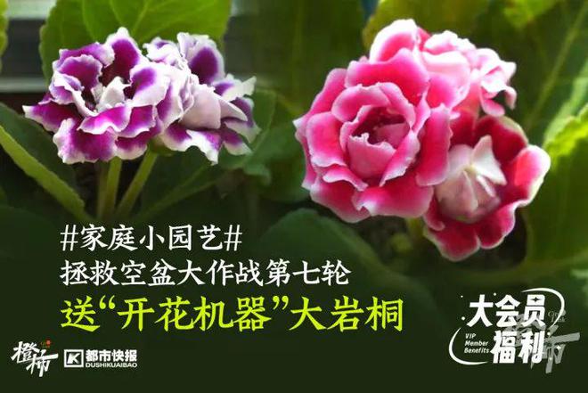 层楼要几分钟？橙柿请你挑战自我j9九游会真人游戏第一爬60